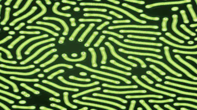 The reaction_lichen preset, drawn with the reaction_diffusion system